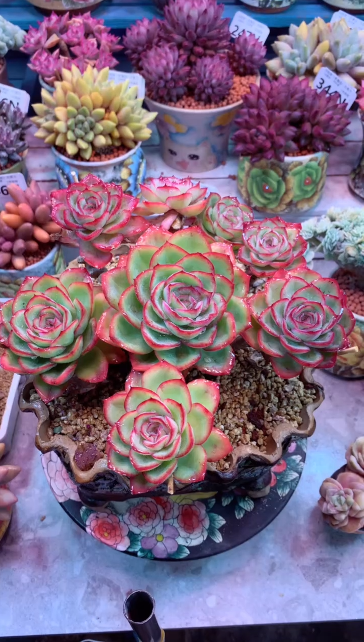 程露时光 带盆价 只走物流438N（一物一拍，精品多肉，所见即所得 ）