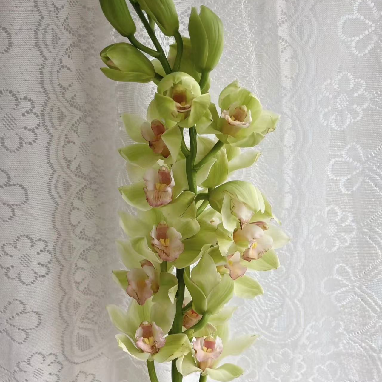 【碧玉】大花惠兰年宵花阳台客厅高档绿植 轻微掉花不售后