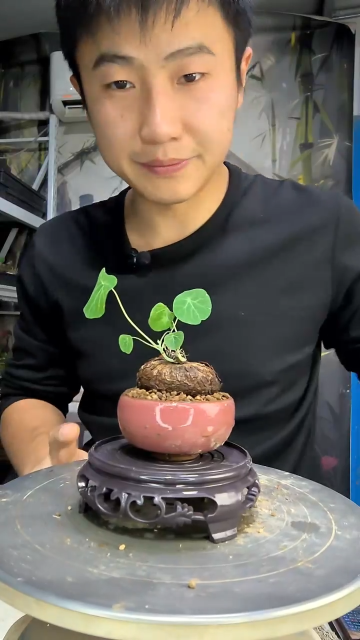 多*中青园艺一物一拍花408