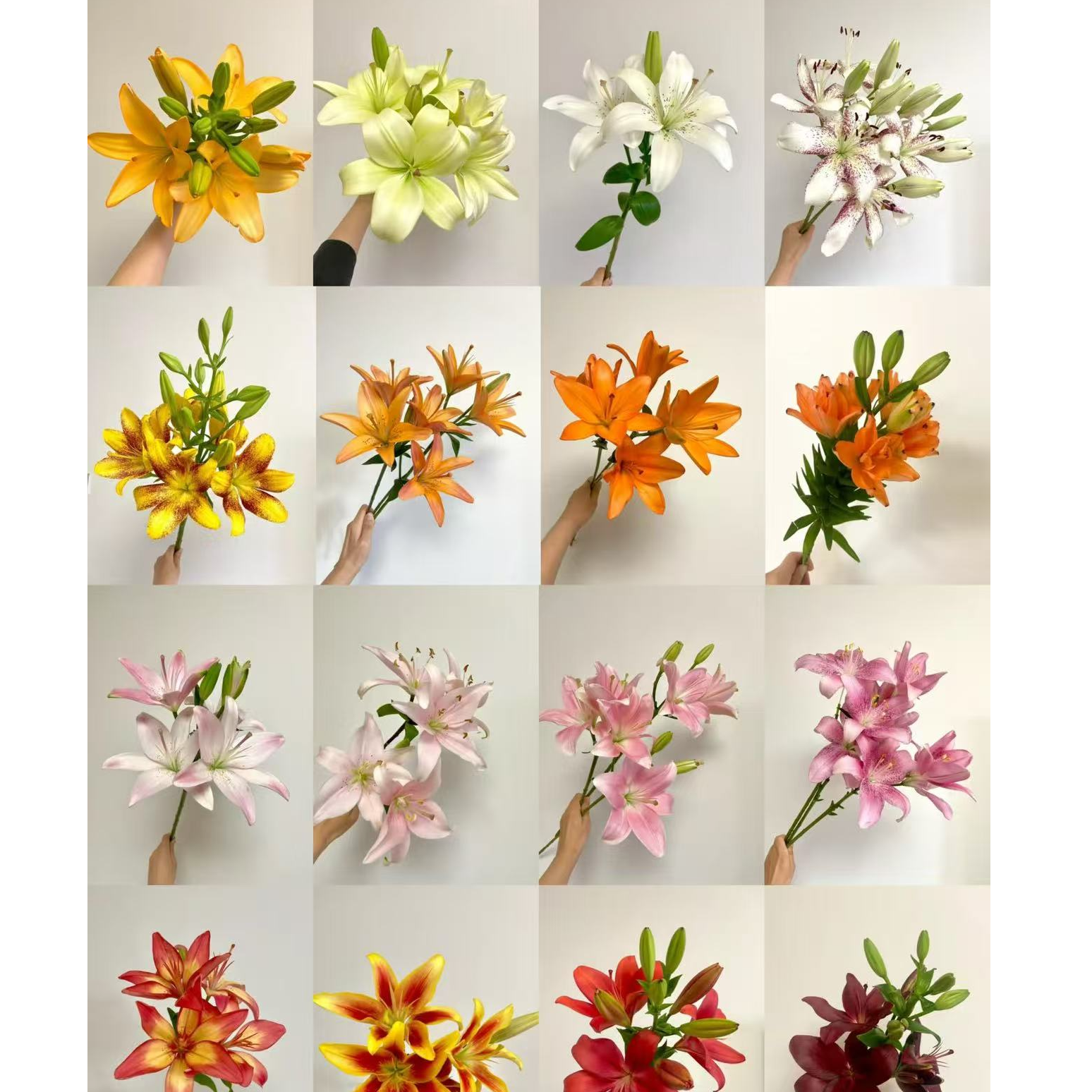 【进口香水百合带盆带土栽好发货】室内室外阳台花园