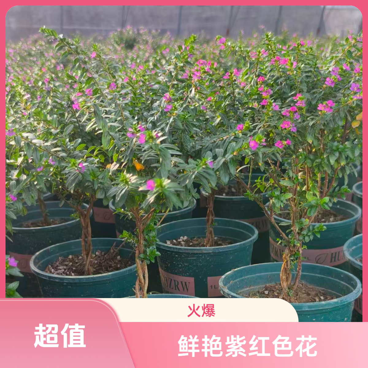 棒棒糖造型满天星盆栽带花苞四季开花好养阳台庭院均可