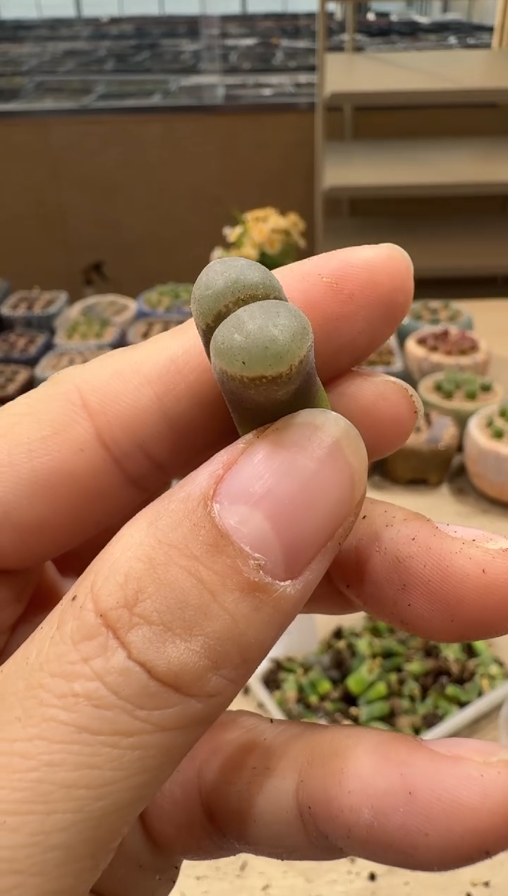 寒**雨8-104多肉植物肉锥