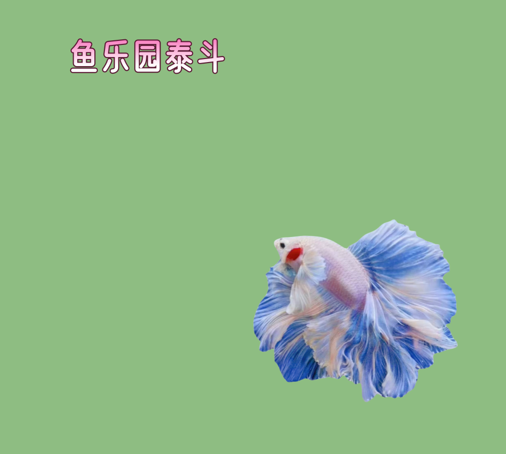 鱼乐园 B20(457-480)泰国斗鱼半月狮王小型热带鱼观赏活体发货