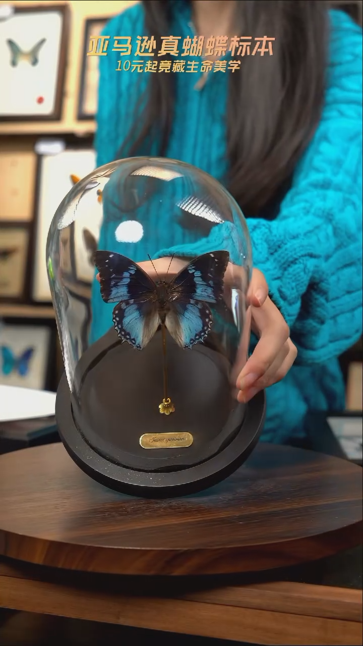 绿宝石螯蛱蝶玻璃罩