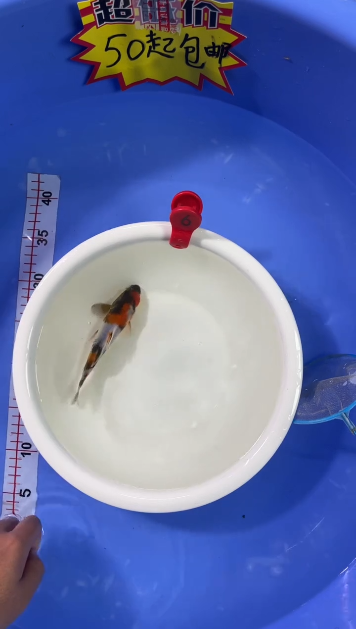 锦鲤活体二号链接