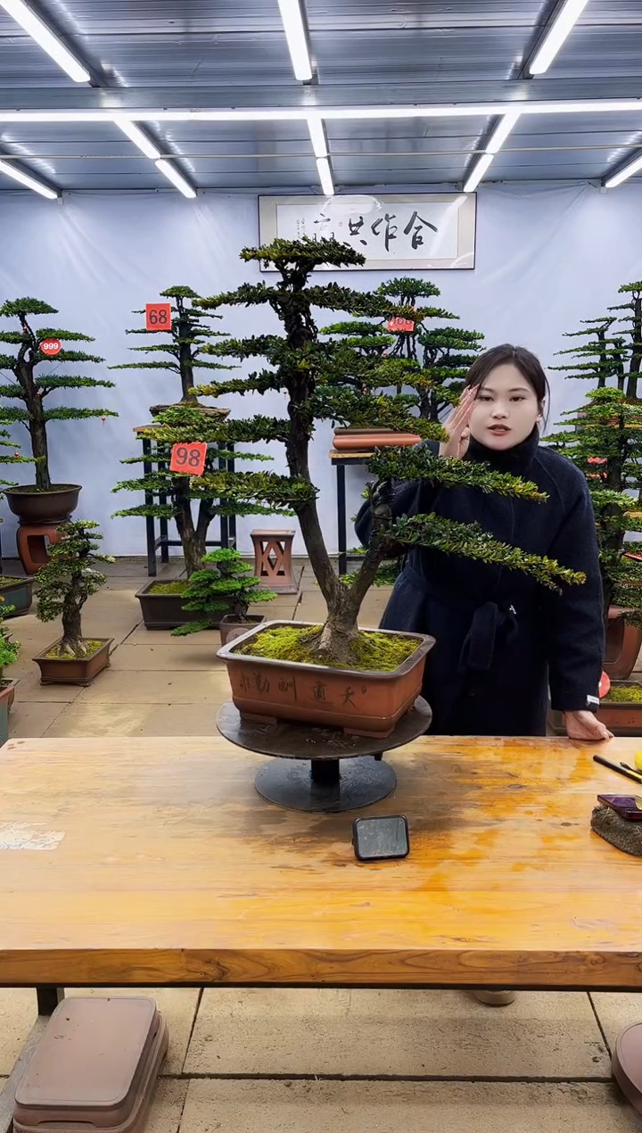 【闪购商品】高端盆景一物一拍，所见即所得