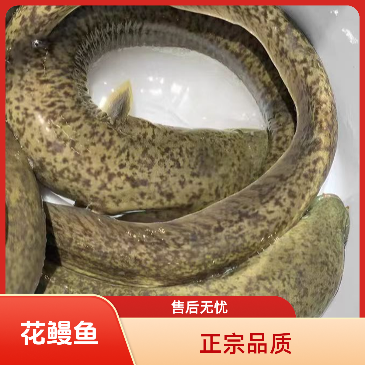 正宗花鳗鱼一斤大花鳗 花锦鳗花锦鳝金丝花鳗鱼鲜活发货 鱼塘养殖