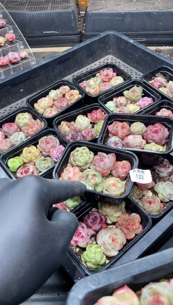 133霸道珍妮      尺寸2-3CM     量拍随机发一盒