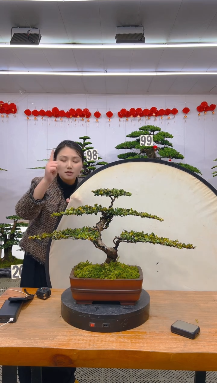 【闪购商品】盆景1