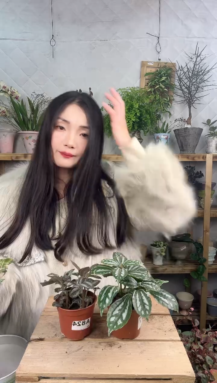 无花朵487    824   冷水花组合