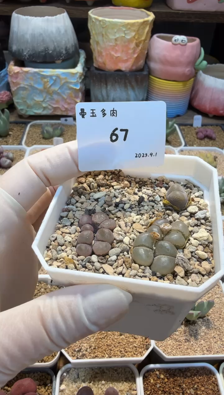 呱***呱25.9.1-67多肉