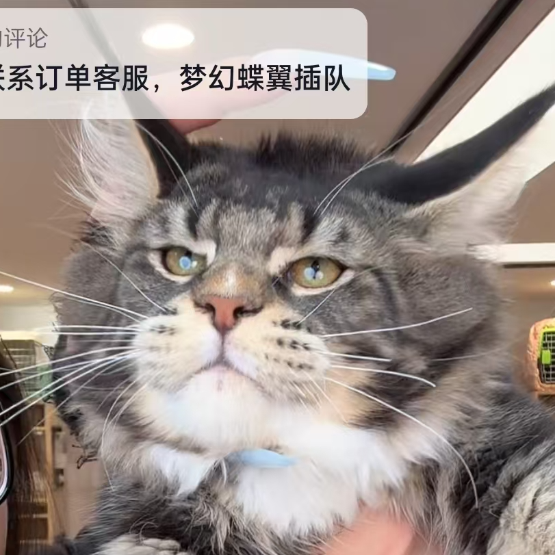 来了姊妹-棕虎斑加白缅因猫 弟弟 32