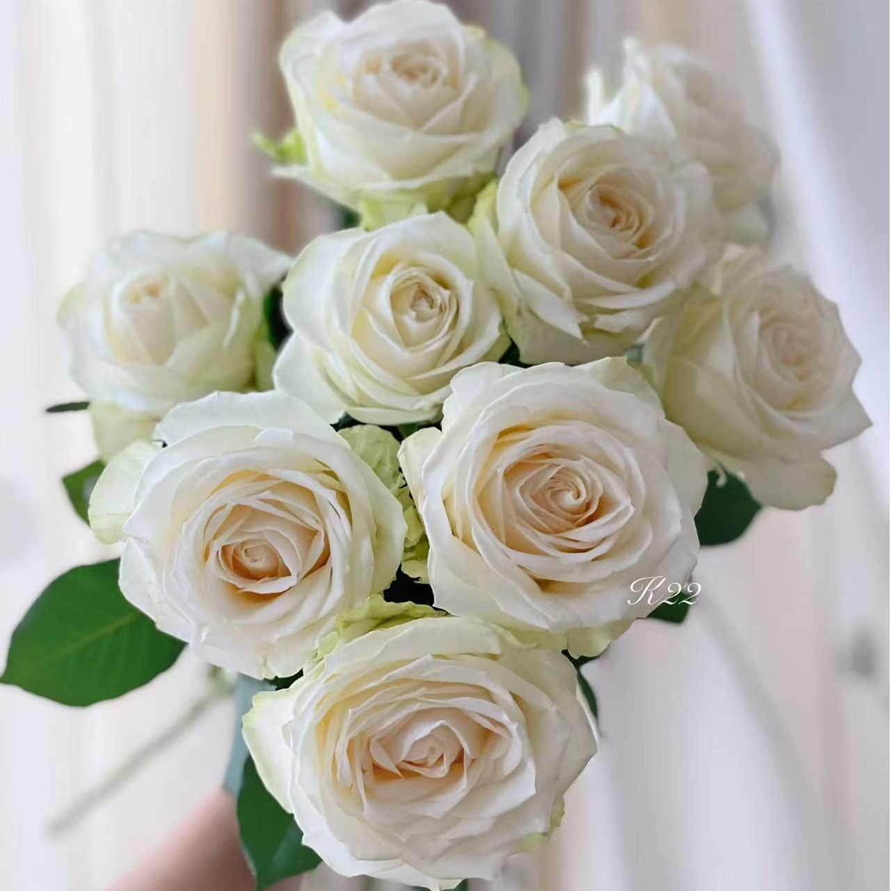 【阿卷哥专属】A级方德雪山单头玫瑰 顺丰包邮