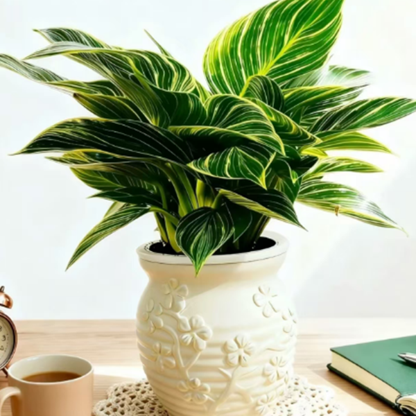 1铂金钻盆栽室内绿植四季好养活净化空气吸除甲醛