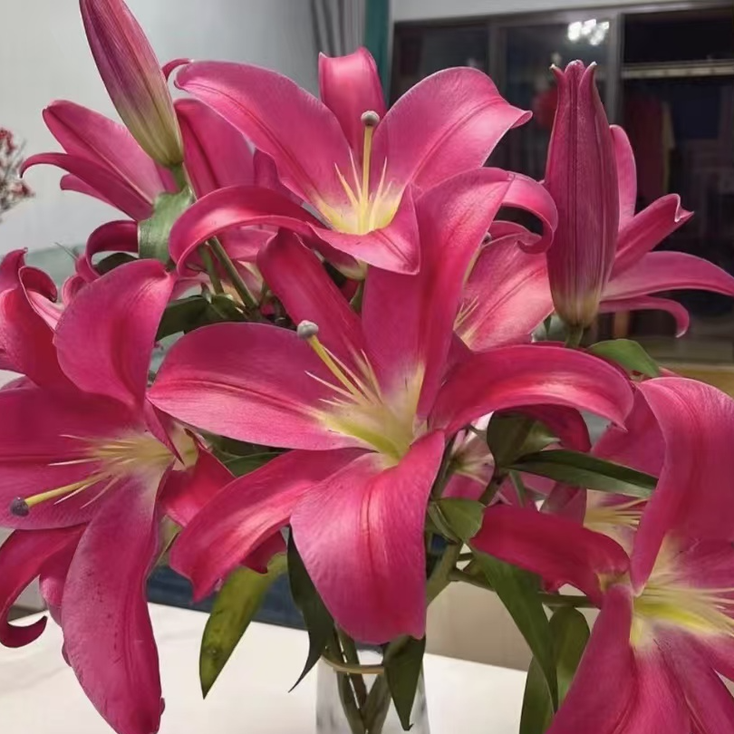 中国红单瓣香水百合  3头5只 任意两单包邮