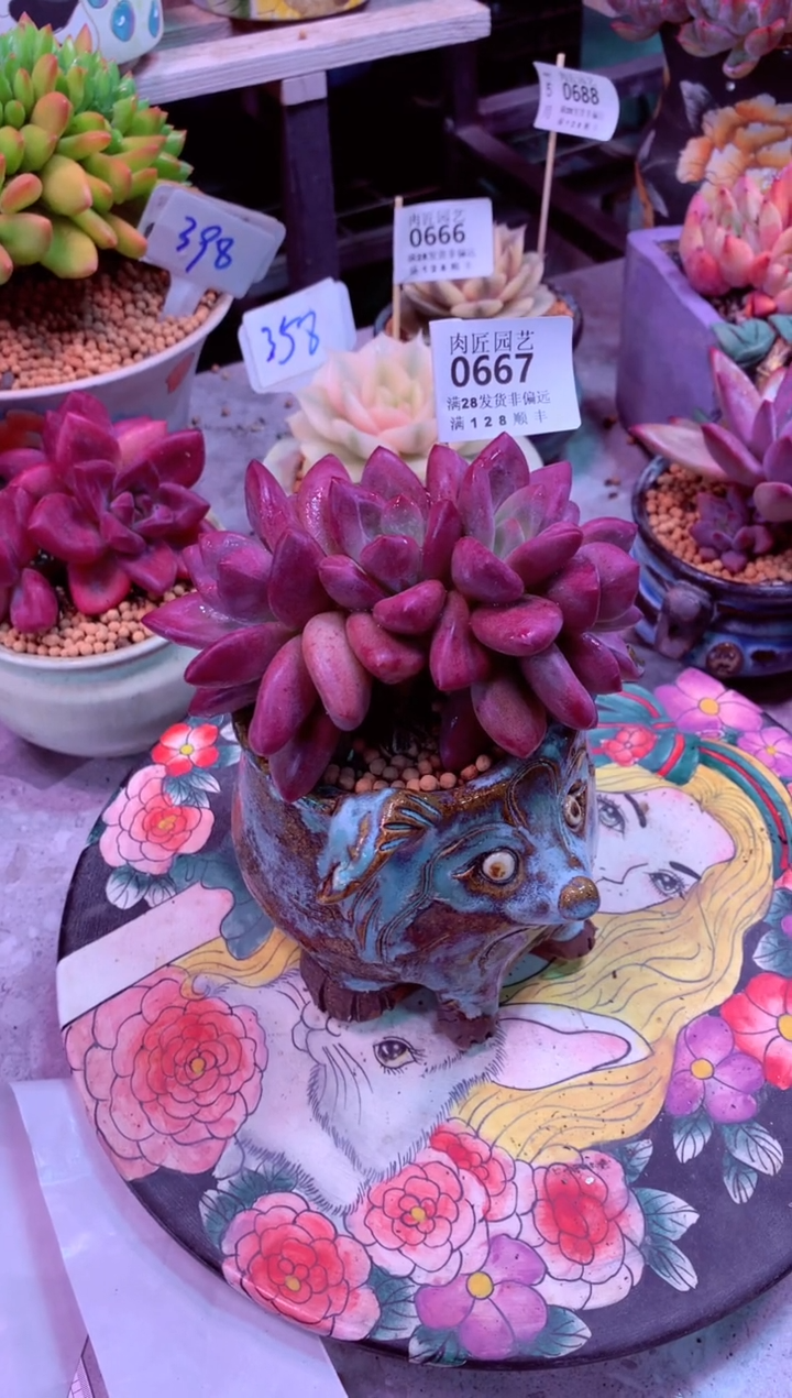 0667（满28发货包邮非偏远）