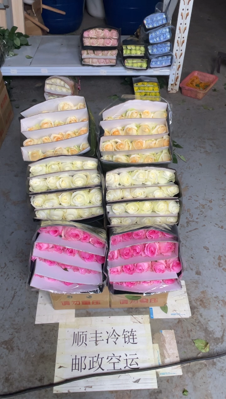 洛神20枝+骄傲20枝+香槟20枝