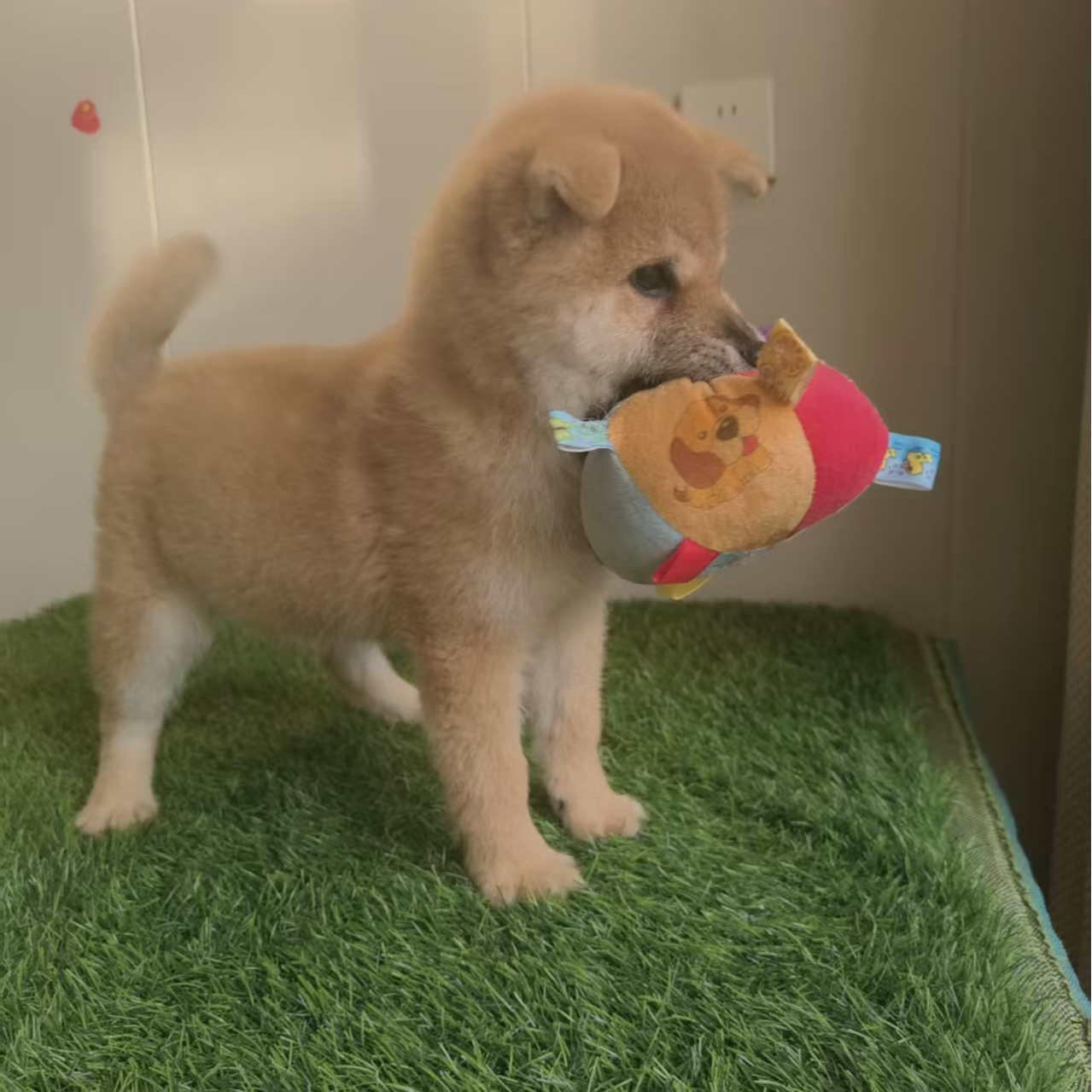 柴犬活体热门可爱互动训练陪伴