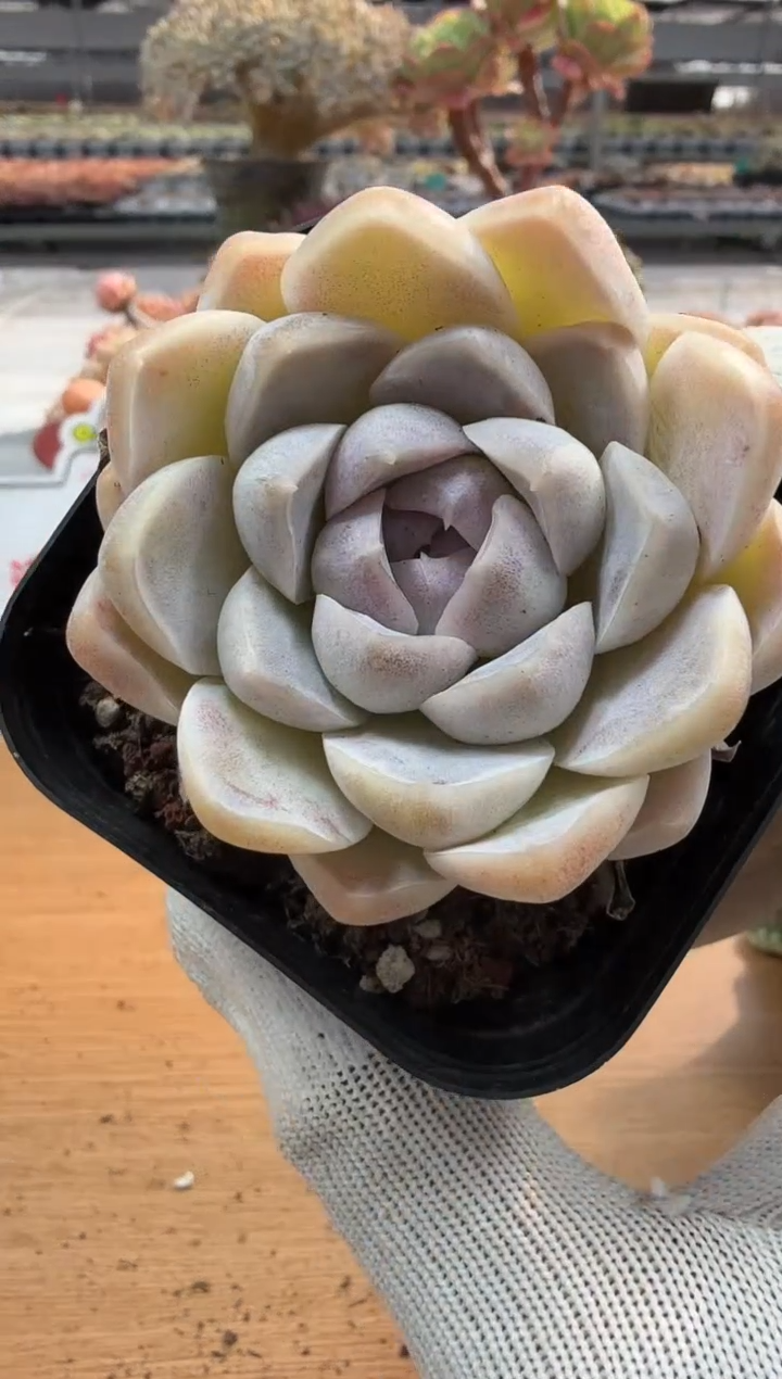 东云多肉园二店-189