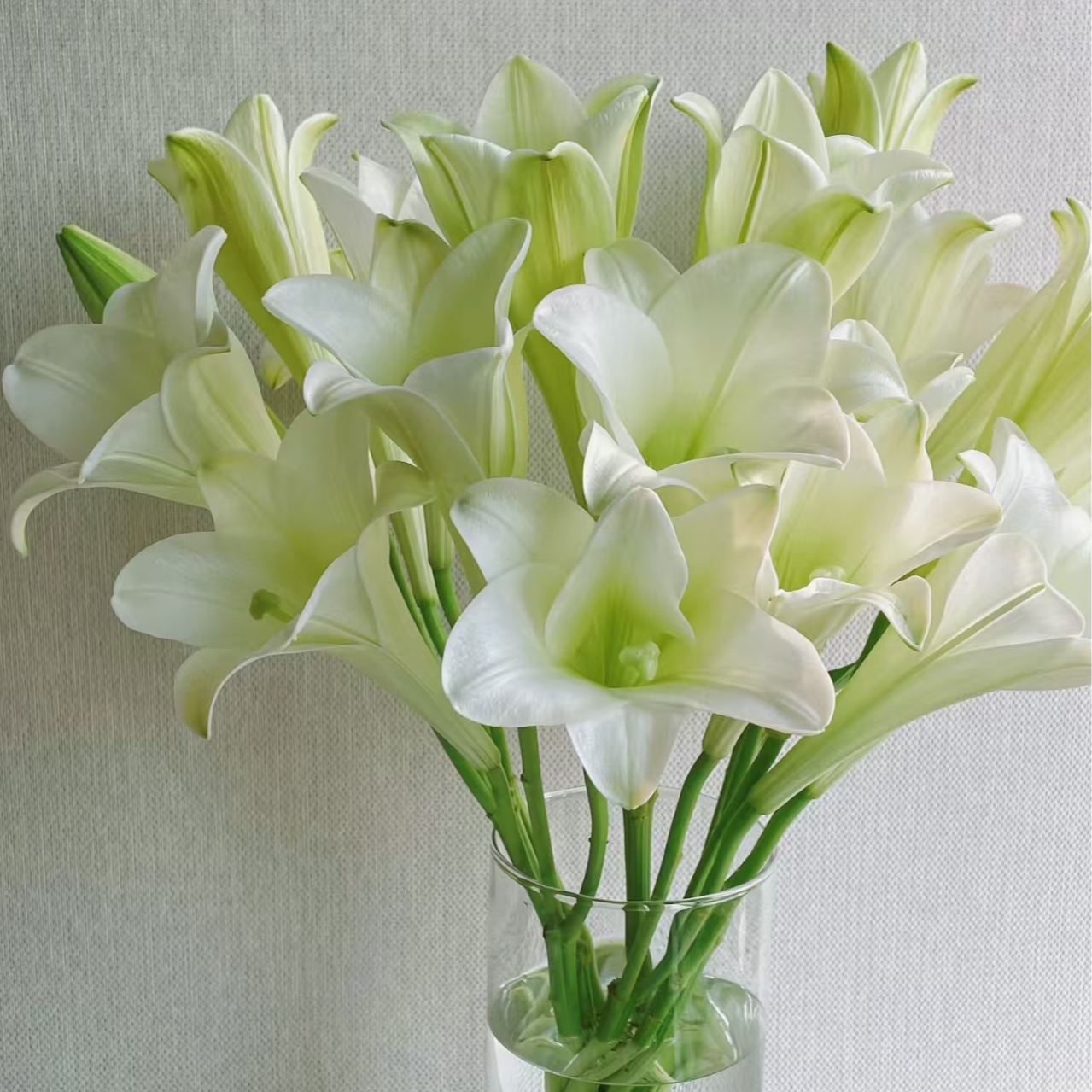 【白铁炮百合】1单顺丰冷链包邮2单送配草3单送配花4单送10支玫瑰