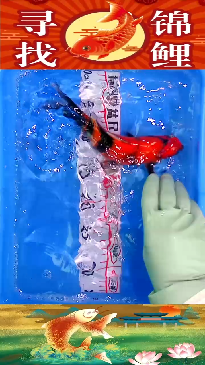 海水鱼精品冷水黄金鱼纯种观赏锦鲤鱼好养耐活12