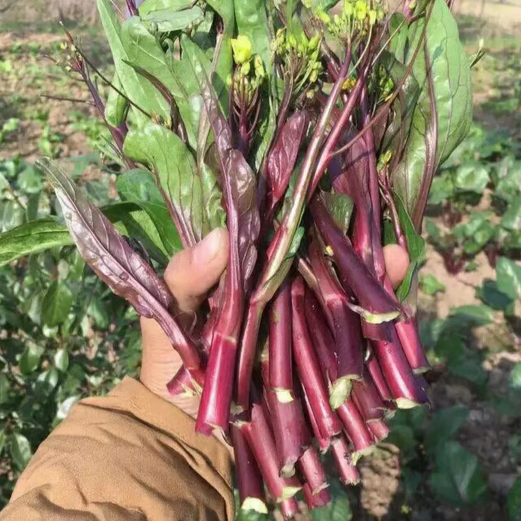 【红菜苔种子】菜苔种子红心菜蔬菜种子油菜芯籽四季种植盆栽