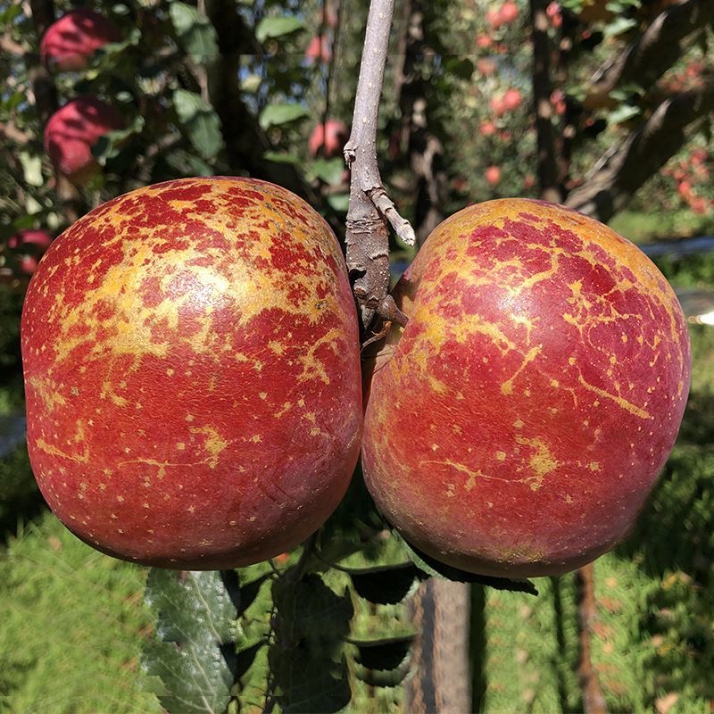 大凉山丑苹果新鲜当季孕妇水果盐源苹果现摘新果