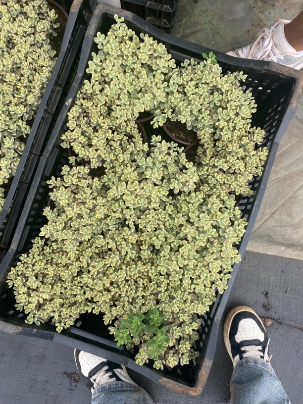 糖豆米奇锦大盆多肉植物