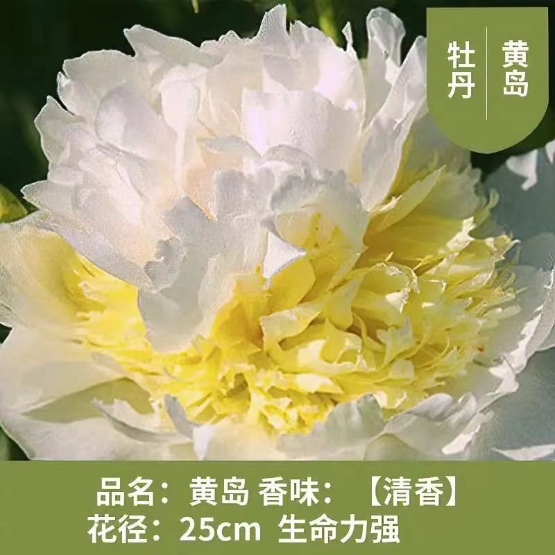 【黄岛】带盆正宗洛阳观赏牡丹花重瓣大花绿植庭院室内外