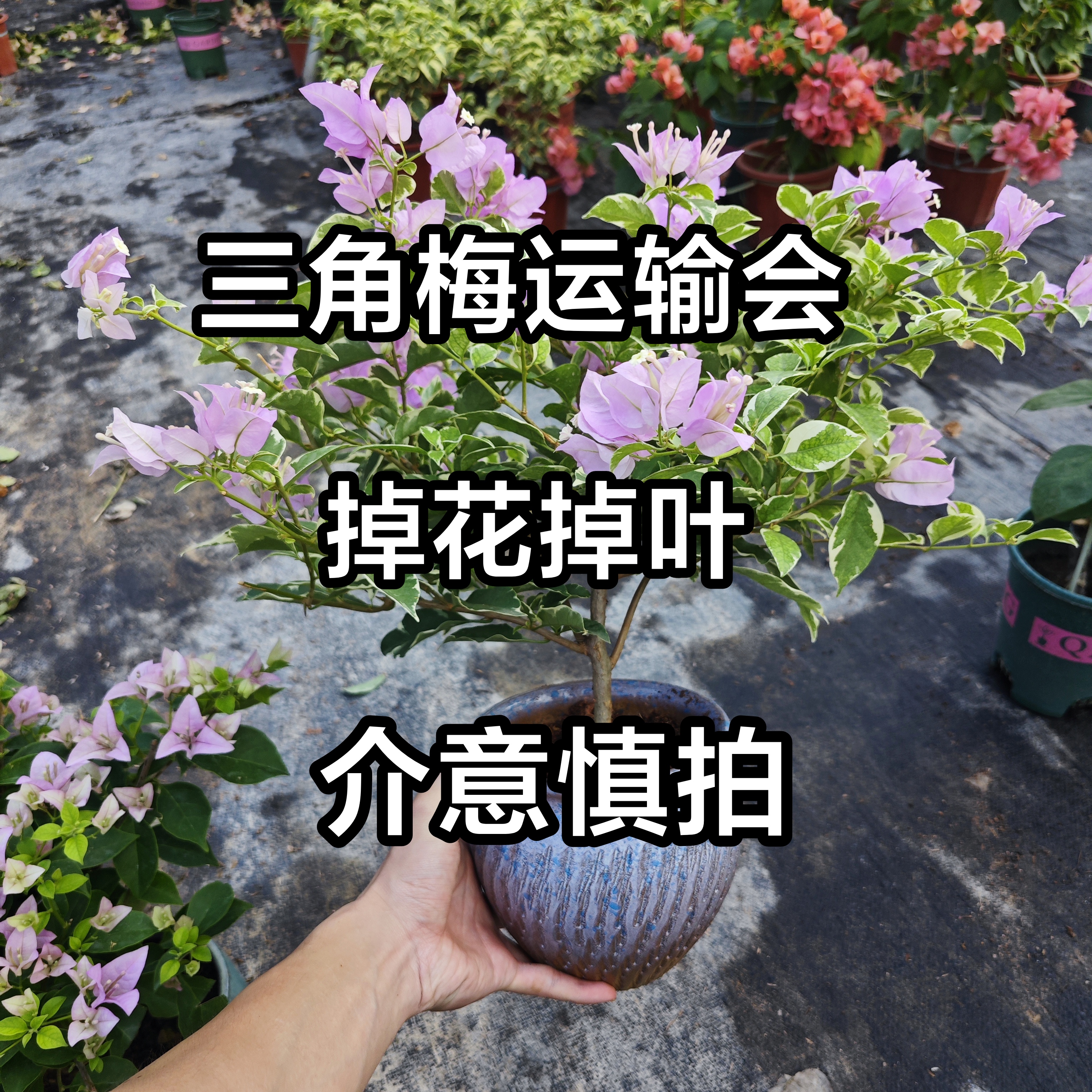 【带盆】三角梅盆栽阳台植物开花【直播间选苗一物一拍】