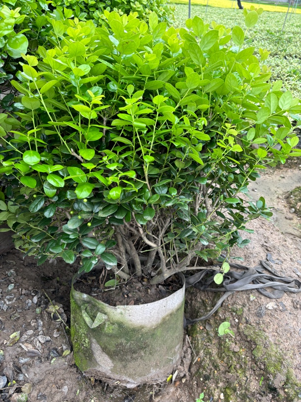 无刺枸骨金玉满堂鸿运果耐寒耐热喜阳喜水喜肥（直播间专用链接）
