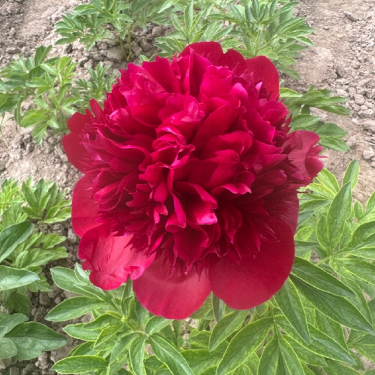 【红色魅力】进口高端芍药