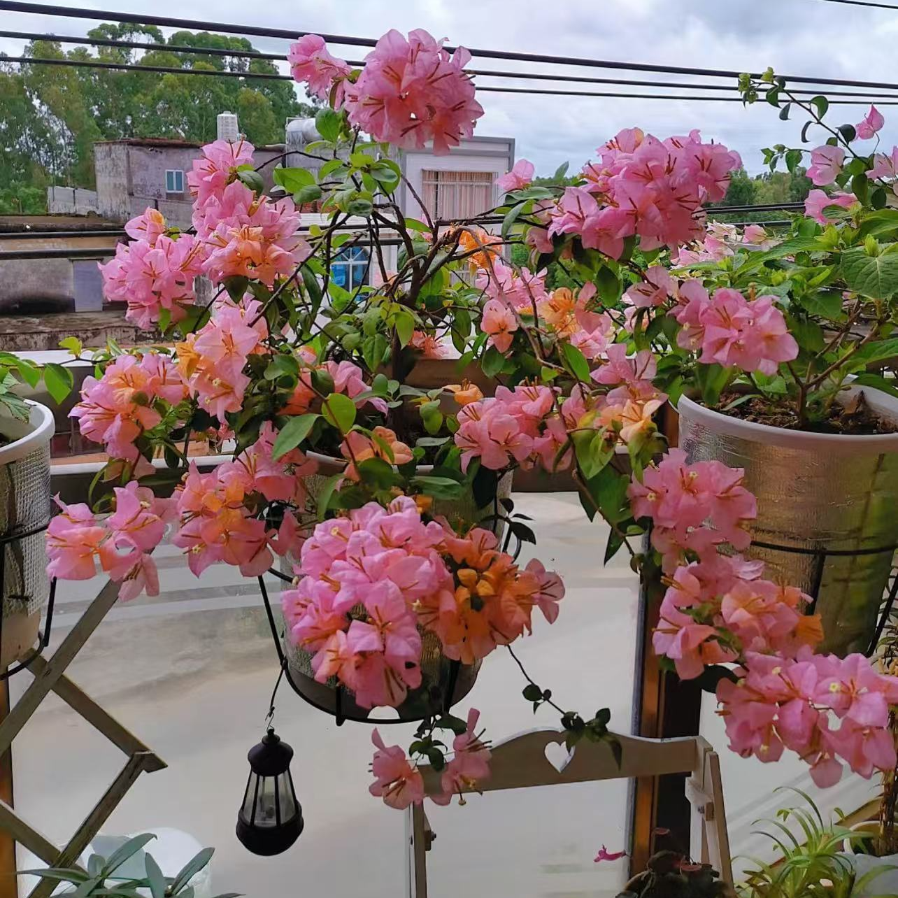 【金发女郎】三角梅勤花爆花品种一物一拍下单送肥料