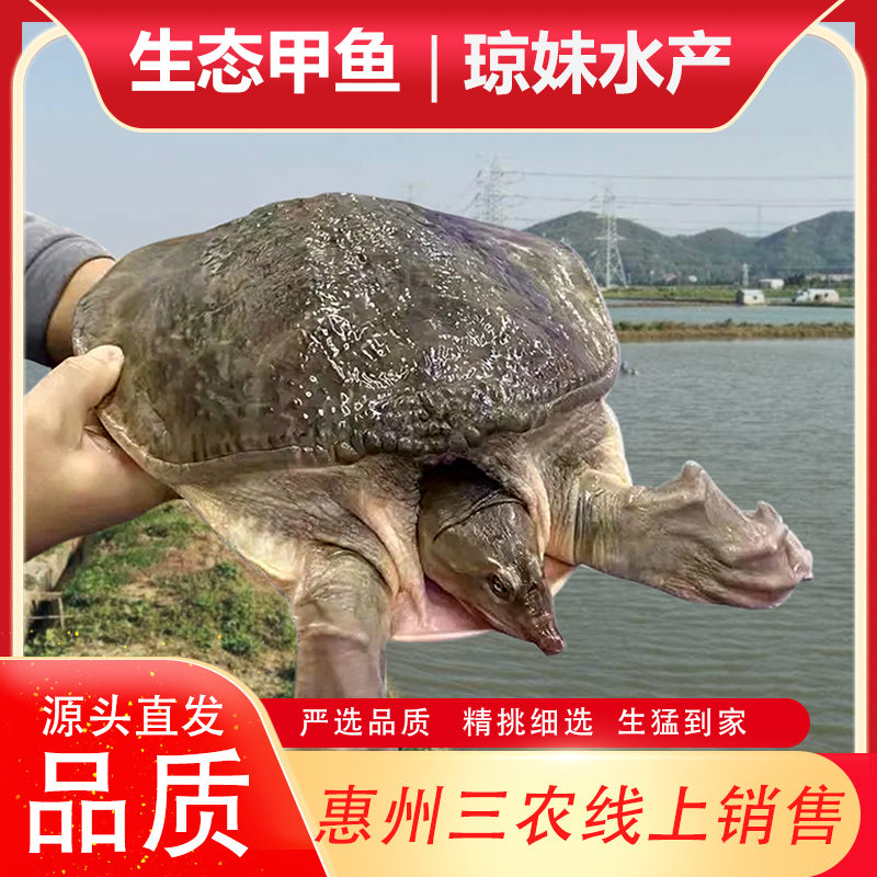 顺丰4斤特大甲鱼水库放养 老鳖 水鱼 团鱼 珍珠鱼 鲜活包邮包活发