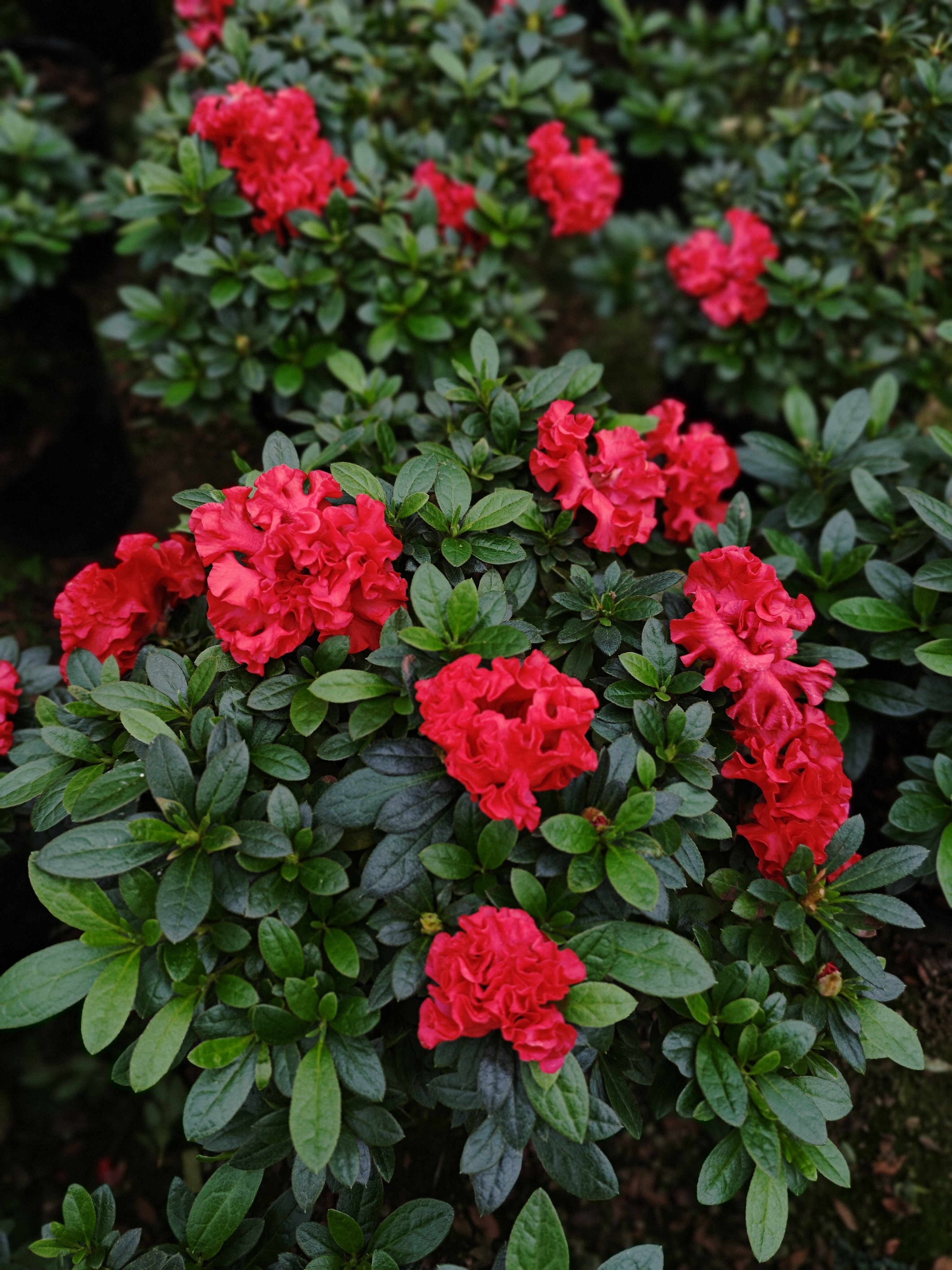 稀有杜鹃花大苗鸡冠花,国旗红等等盆栽带花苞室内室外四季品种