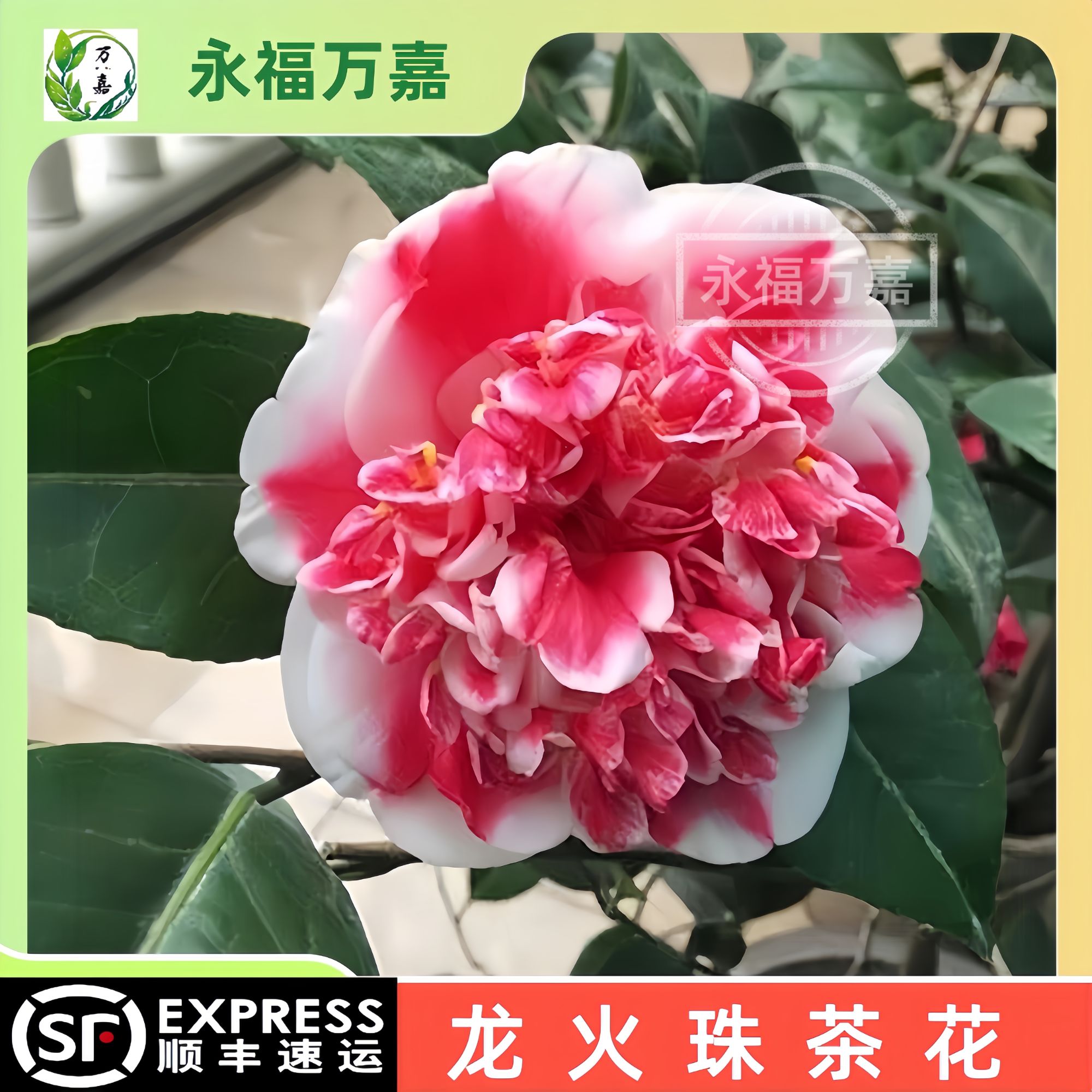 龙火珠茶花带花苞稀有名贵品种山茶花盆栽室内室外绿植花卉