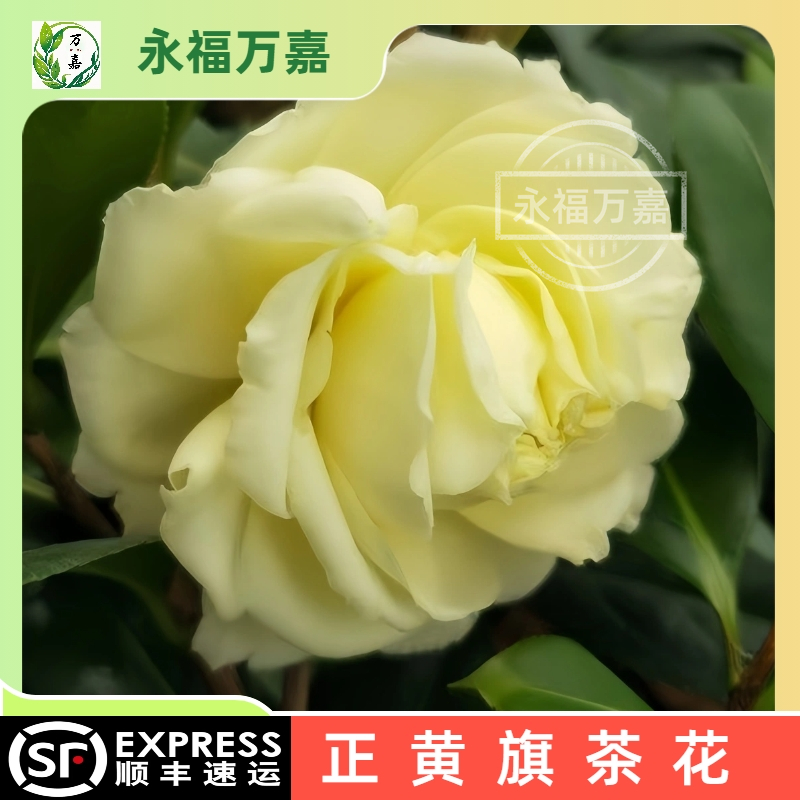 正黄旗茶花盆栽黄色山茶花树苗庭院室内室外福建名贵品种花卉绿植