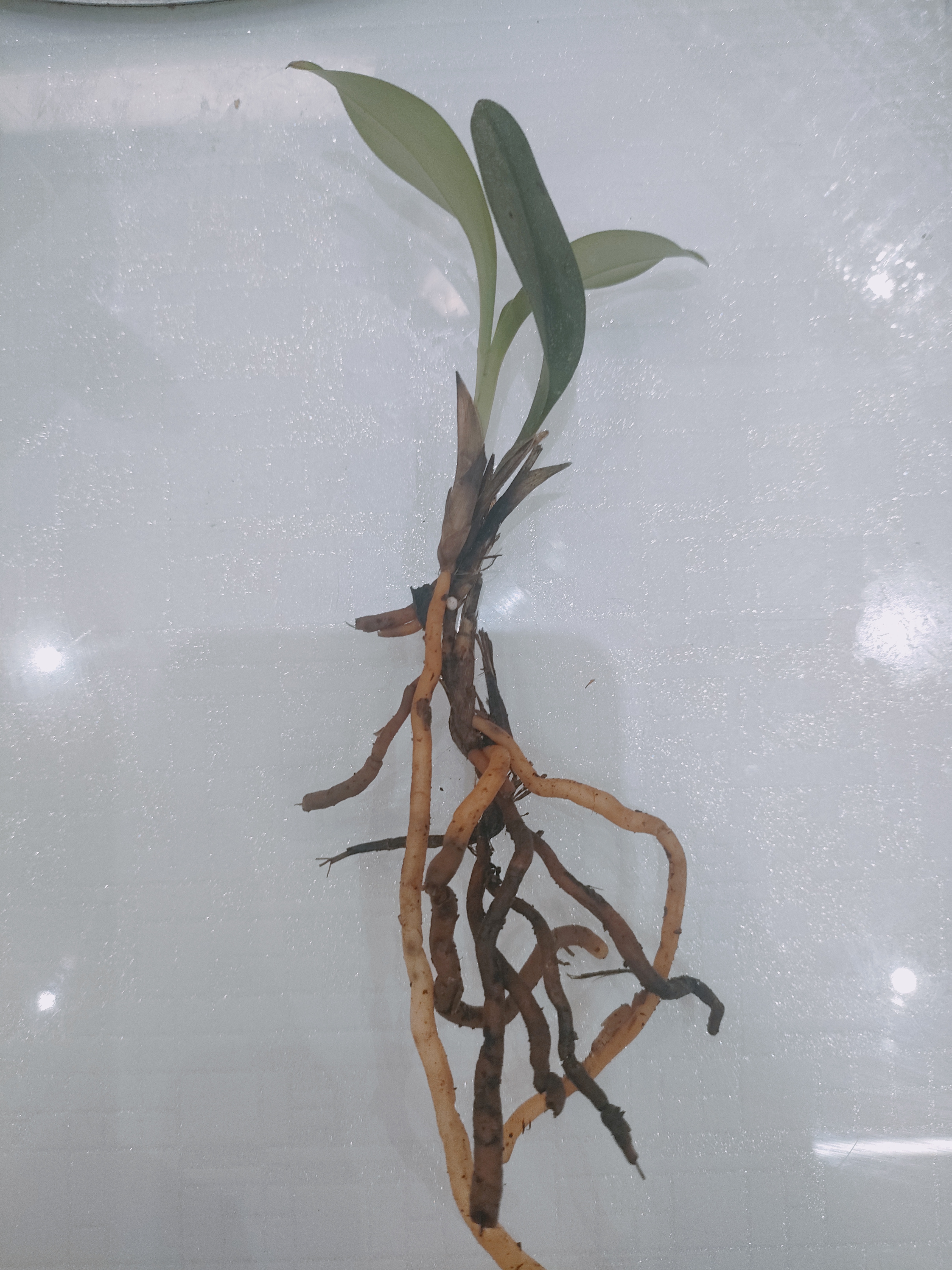 春兰蕙兰四季兰秋芝送春兔耳兰