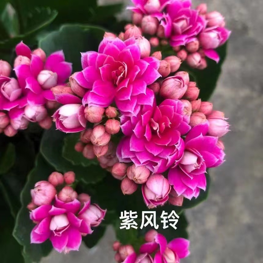 【紫风铃】~长寿花盆栽植物重瓣带花苞懒人花室内易活
