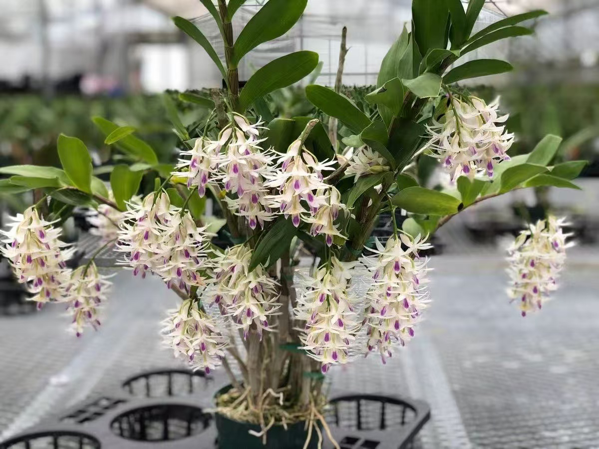 特色花卉一物一拍，下单给尾号