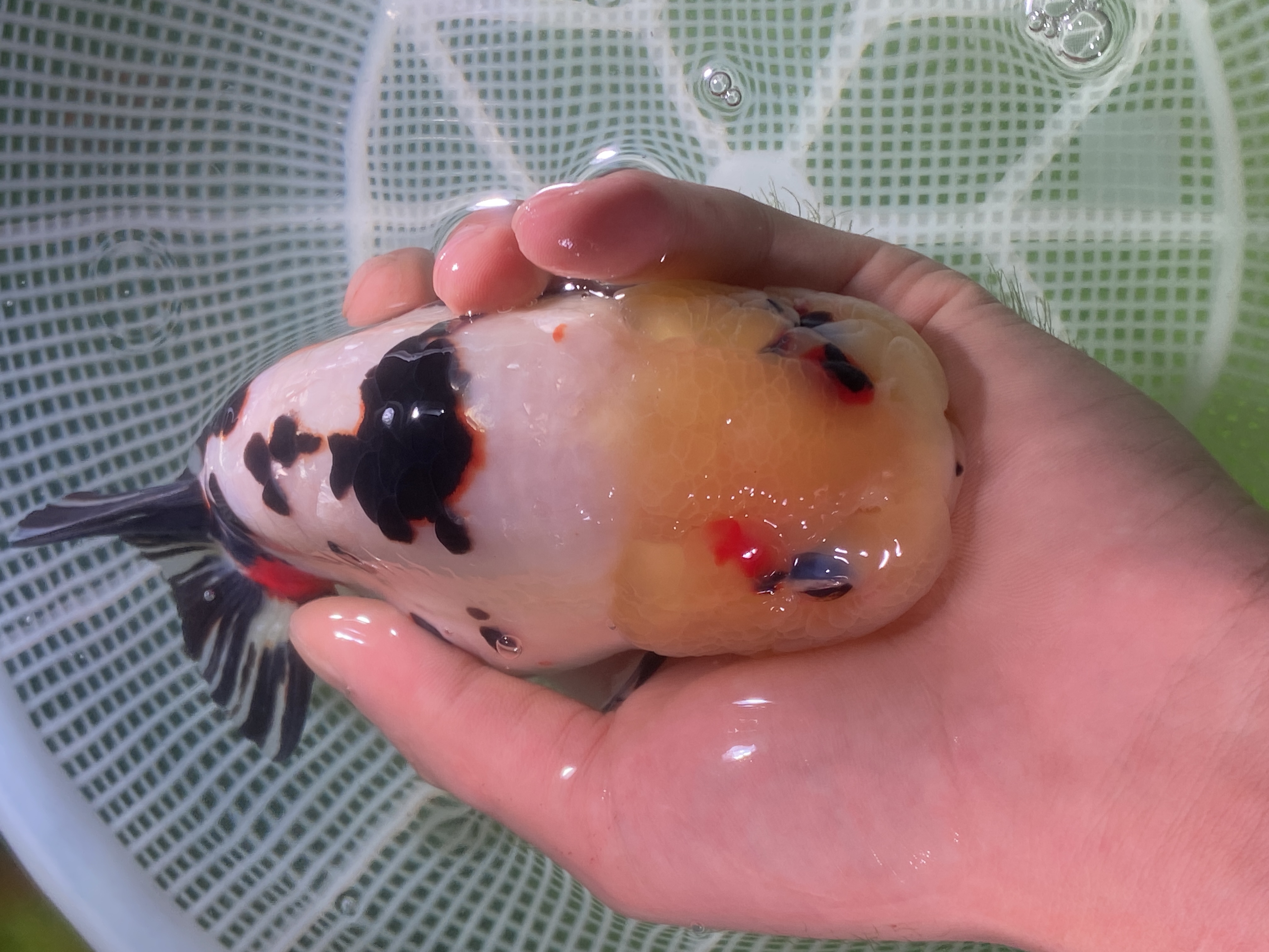 兰寿金鱼快递运费-私拍不发货