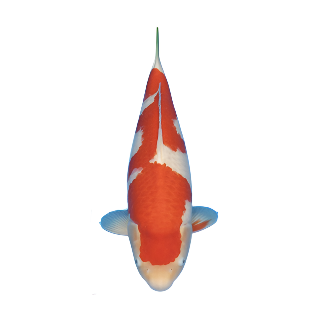 依一锦鲤红白大正三色德龙孔雀冷水鱼