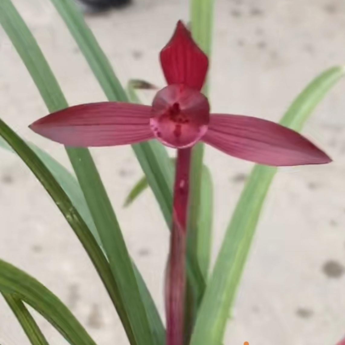 娄山红兰苑精品兰花室内2（一物一拍小黄车专用）春季美观兰花直播