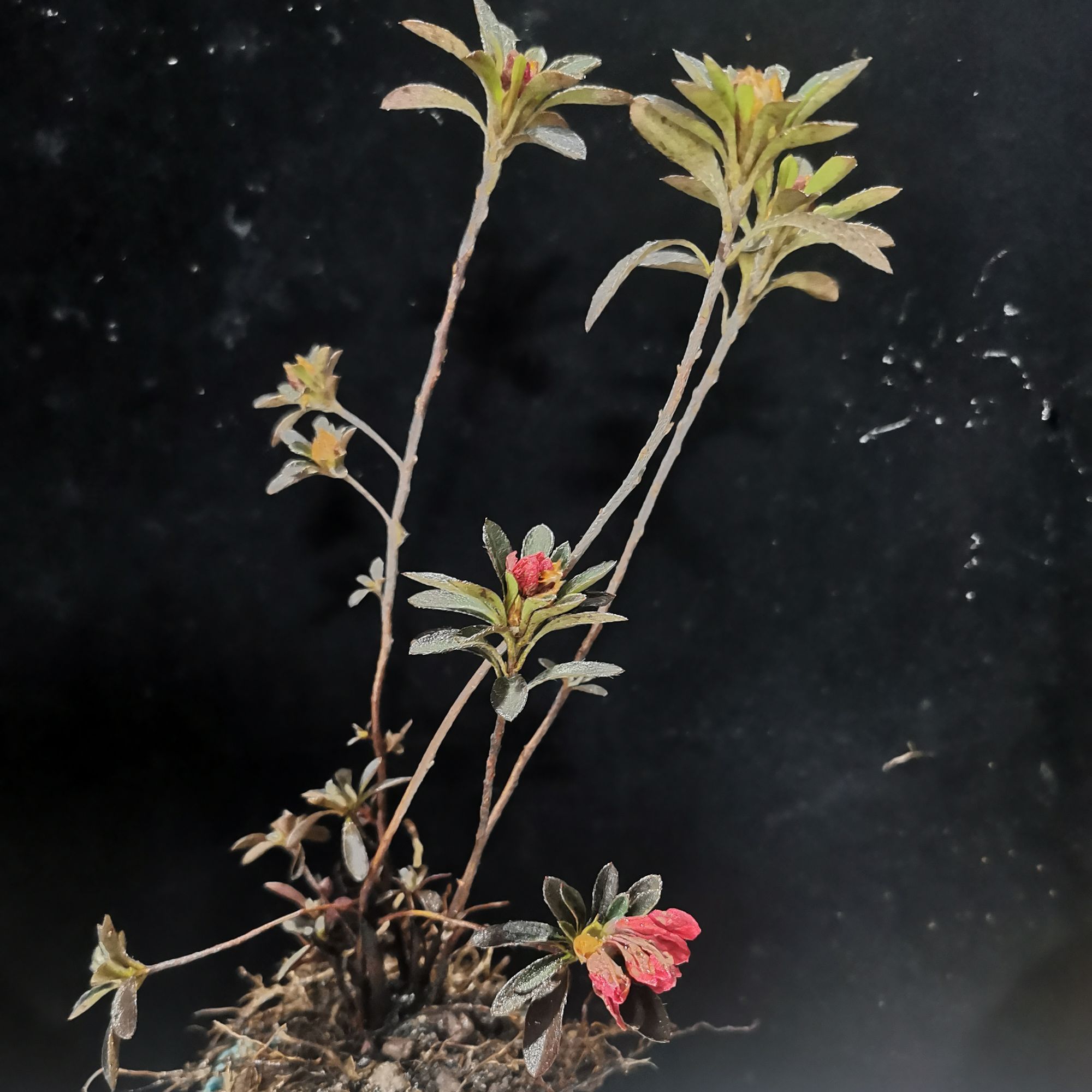 绿植盆景 映山红 盆景素材 一物一拍