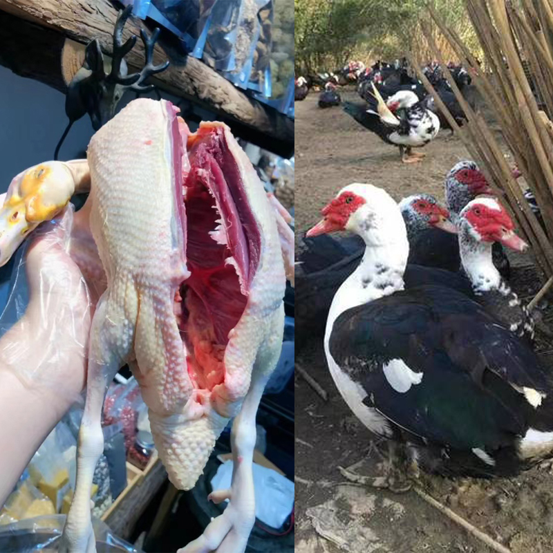 一斤番鸭鸳鸯鸭火鸭剑鸭豚鸭腾鸭西洋鸭憨包鸭