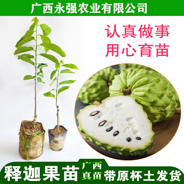 果树苗番荔枝苗嫁接凤梨释迦果苗盆栽榴莲释迦裸根带土育苗成活
