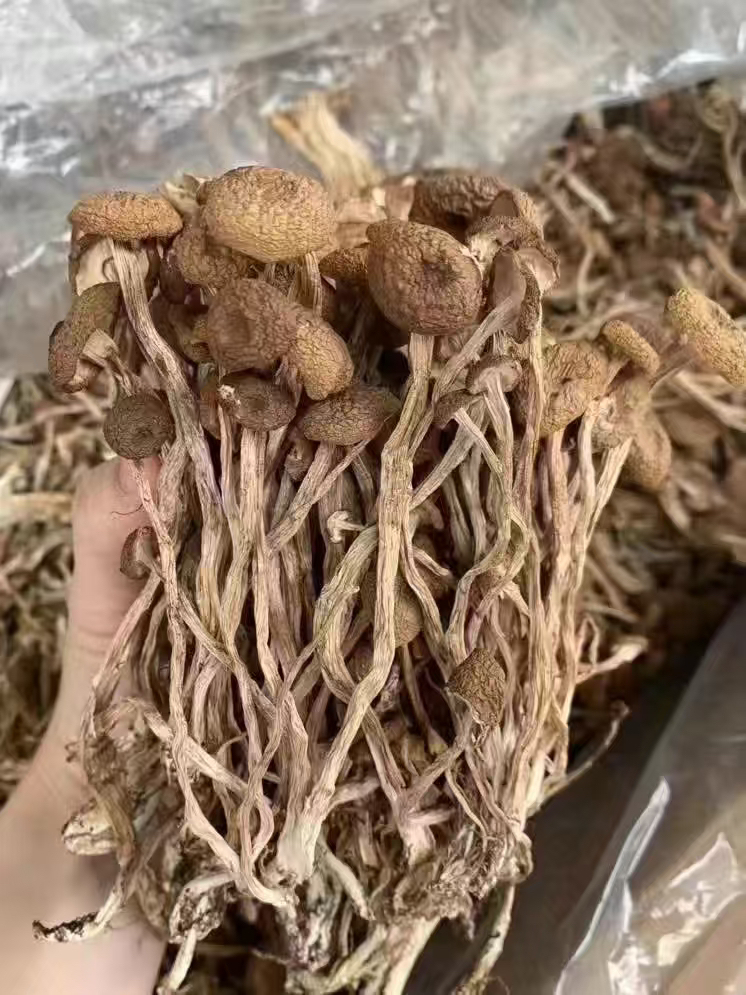 茶树菇1斤/包