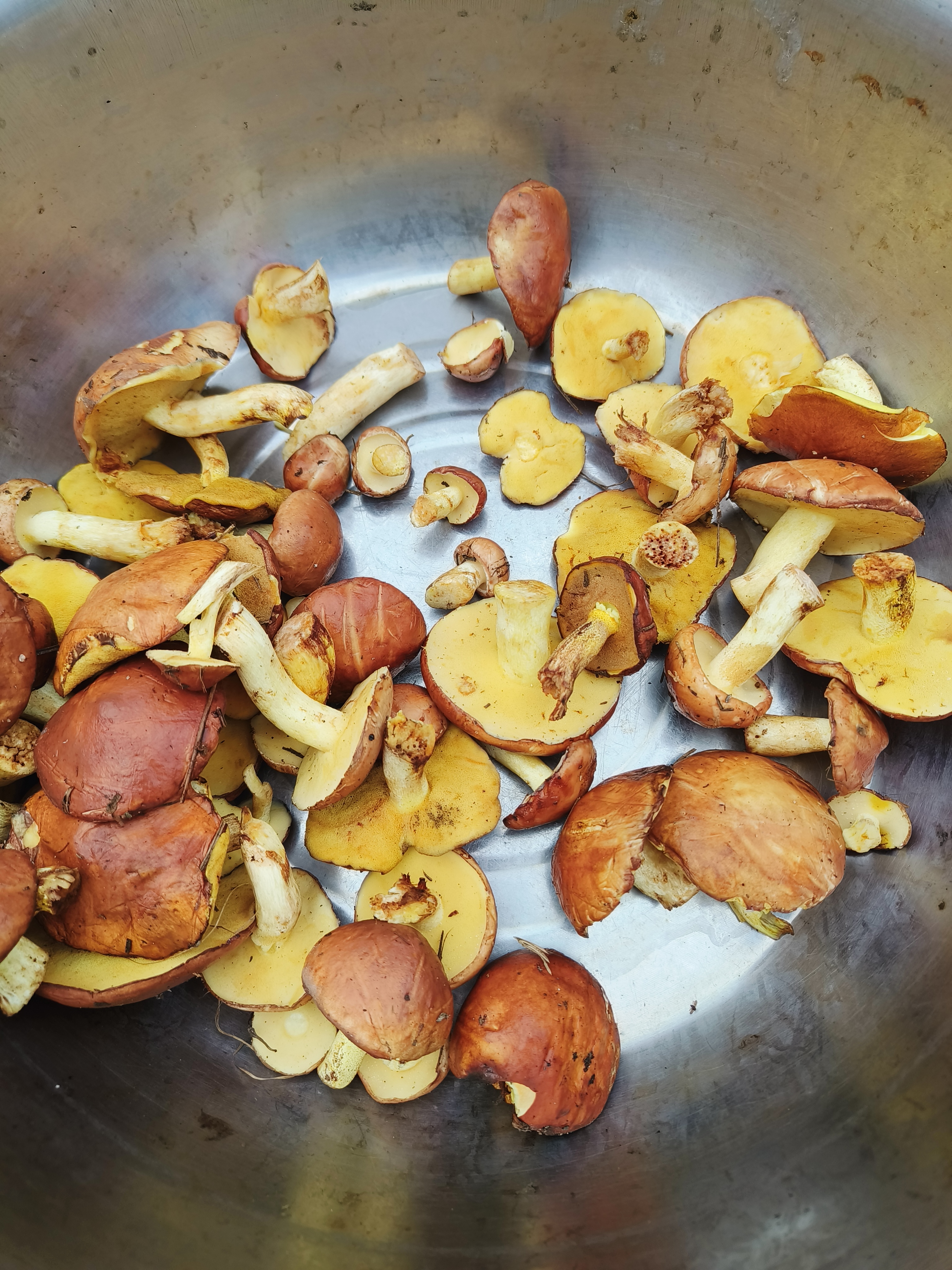 围场山味  野生冷冻松蘑 锁住新鲜 炒辣椒炖肉涮锅绝配 顺丰发货