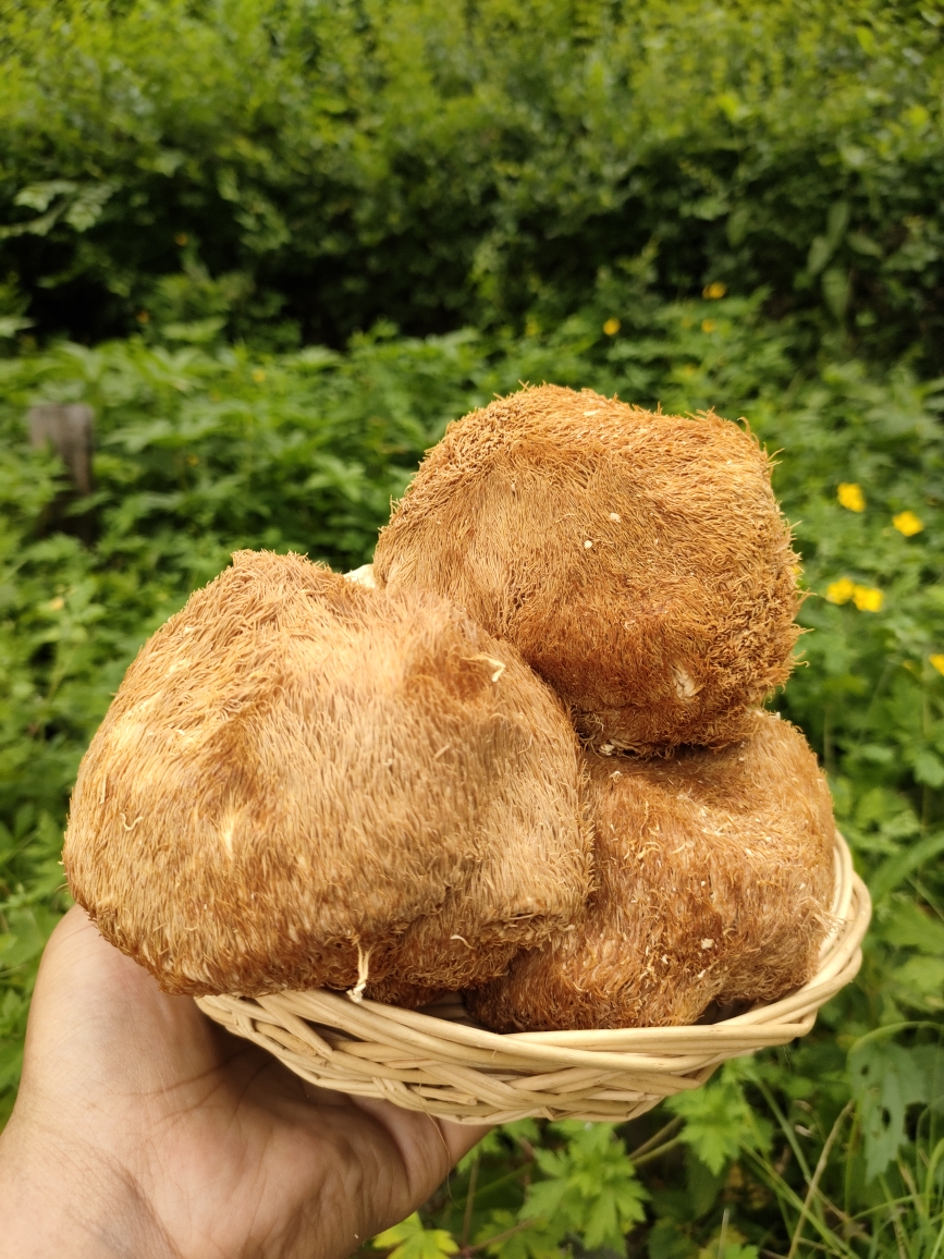 东北大兴安岭特产猴头菇干货新产猴头250克包邮蘑菇