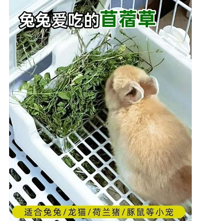25头茬苜蓿草干草兔子牧草1kg优质精选
